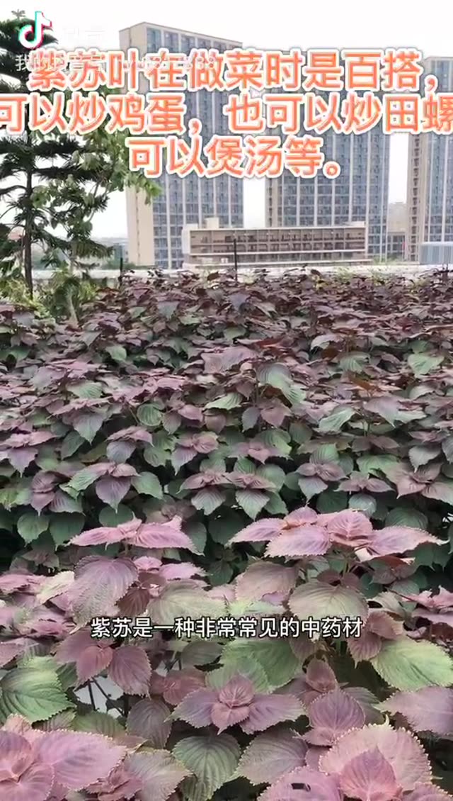 紫苏妙用