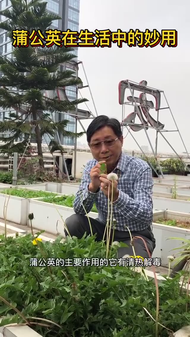 蒲公英在生活中的妙用
